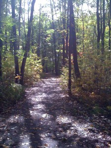 My Forest Path