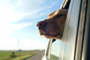 Dog happy in car